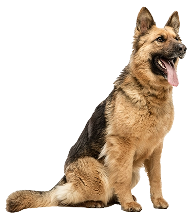 A obedient German shepard dog sitting with tongue hanging out.
