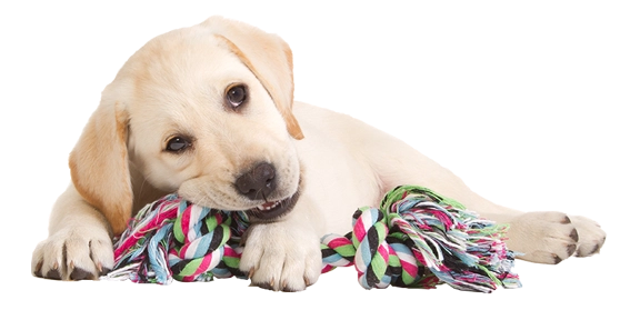 Puppy Training & Life Skills