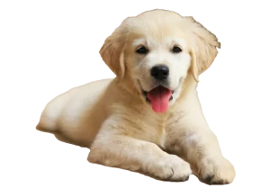puppy-life-skills-labrador-puppy