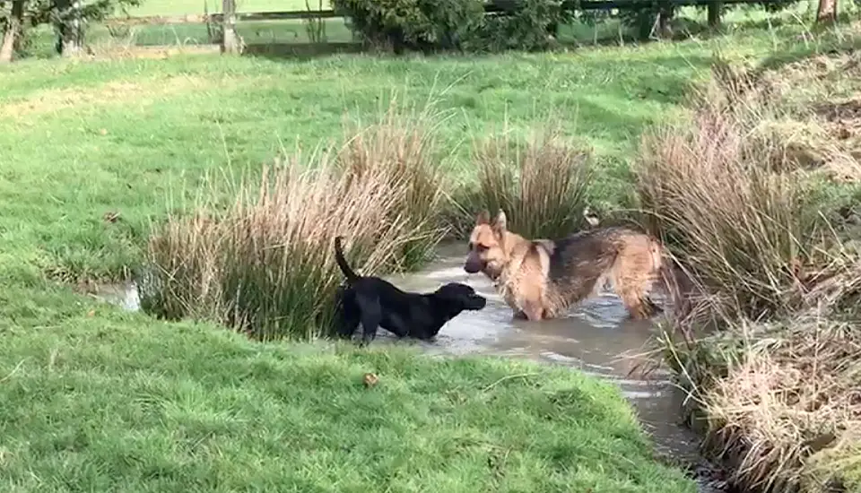 Adult Dog and Puppy Interactions