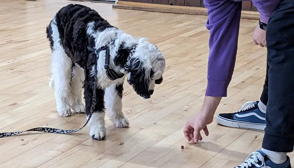What Is Positive Reinforcement Training?