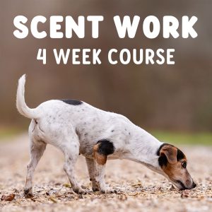 Scent Work Course July 2025