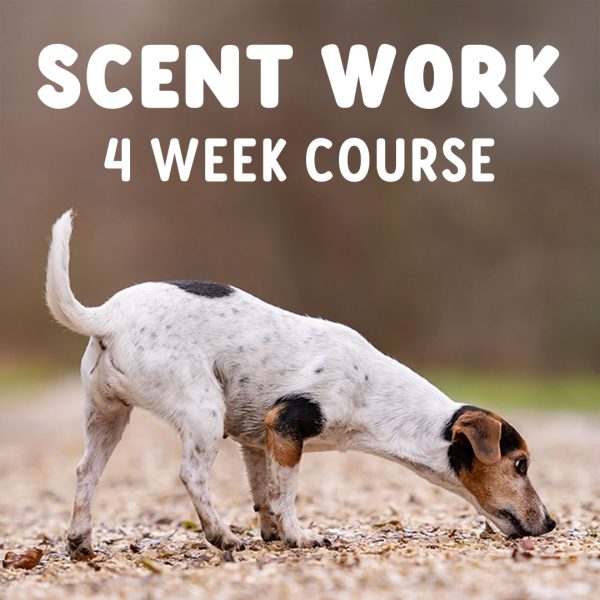 Scent Work Course July 2025