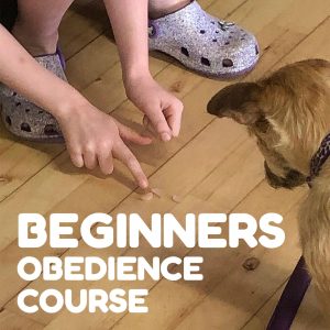 Beginners Obedience Course July 2025