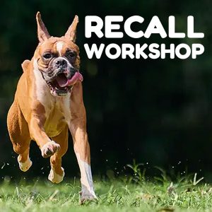 Recall Workshop June 2025